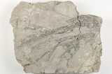 Graptolite (Dictyonema) Fossil - Rochester Shale, NY #203272-1
